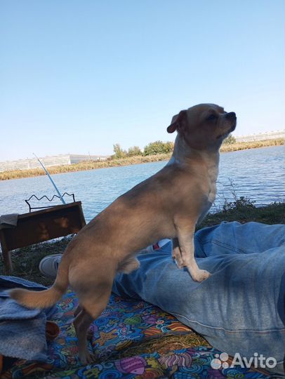 Вязка кобель чихуахуа