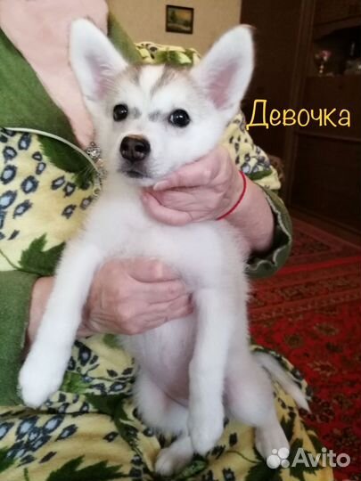 Щенки сибирской хаски