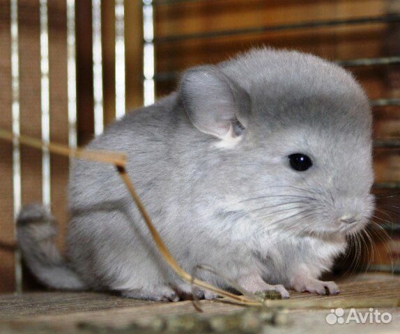 Шиншилла