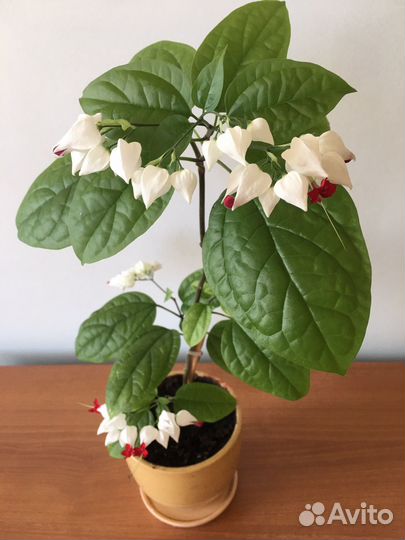 Клеродендрум