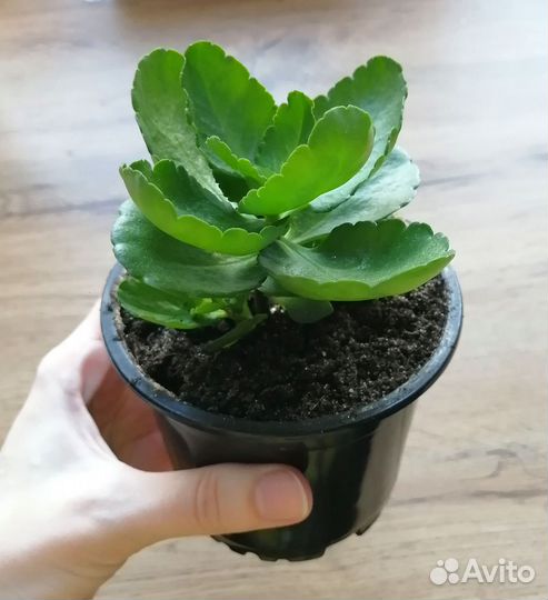 Каланхоэ махровый каландива