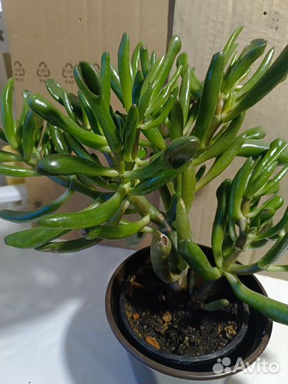 Красулла коралл