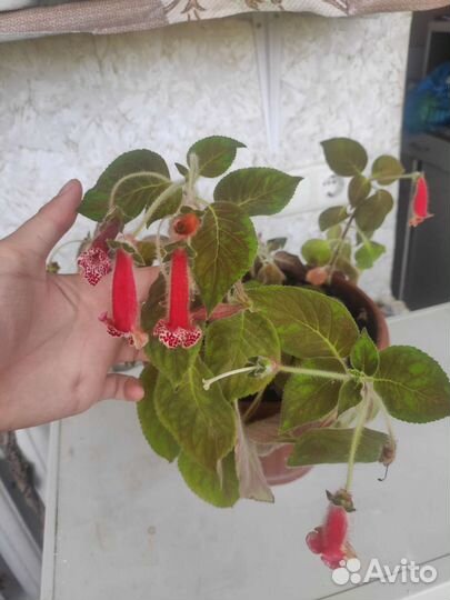 Комнатные растения цветы