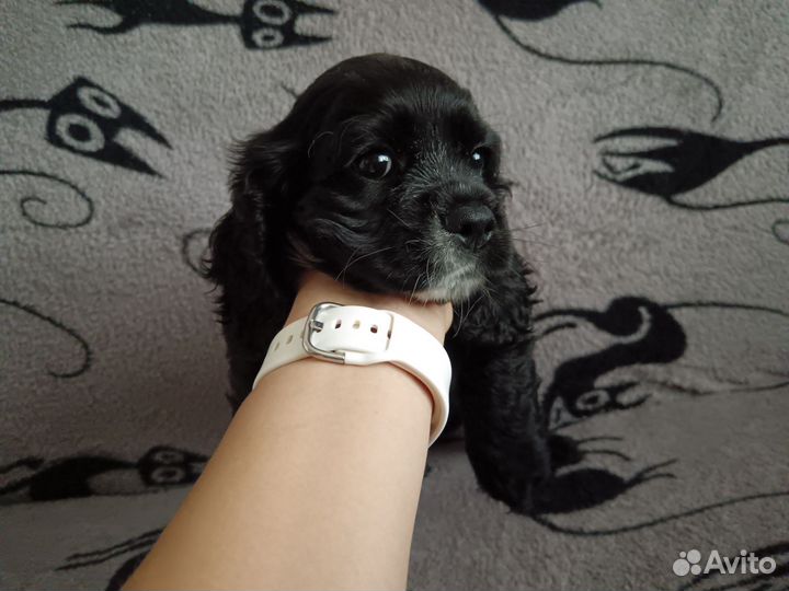 Кокер спаниель