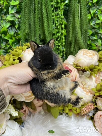 Царские кролики ручные карлики