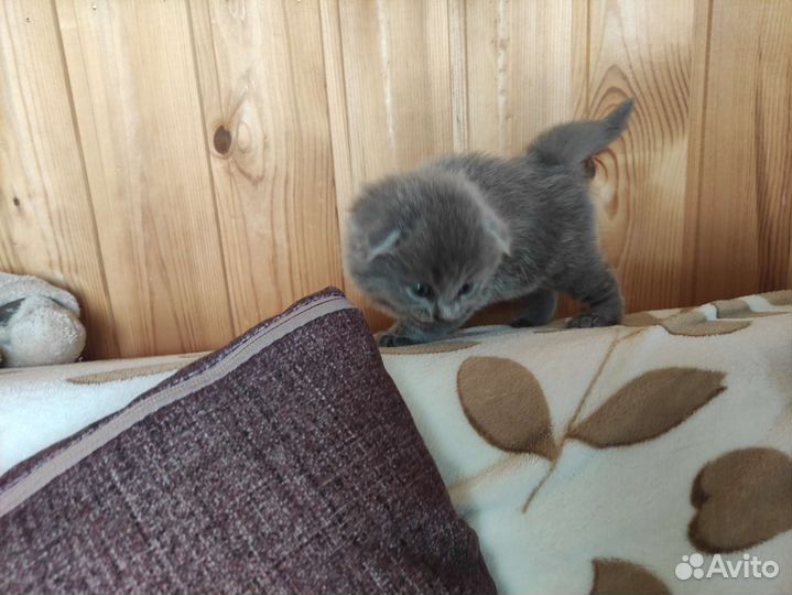 Британский вислоухий кот