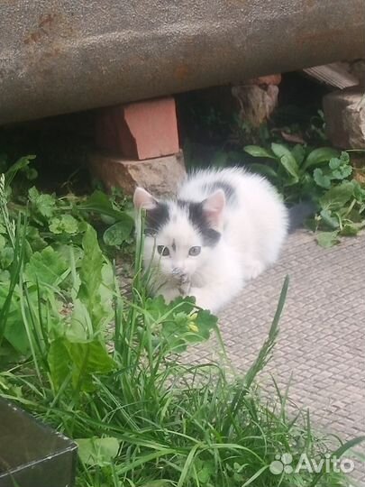 Котенок 1 месяц