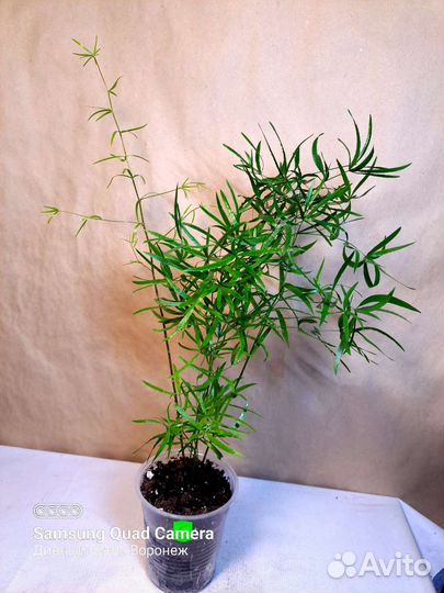 Комнатные растения, доставка (09.08)