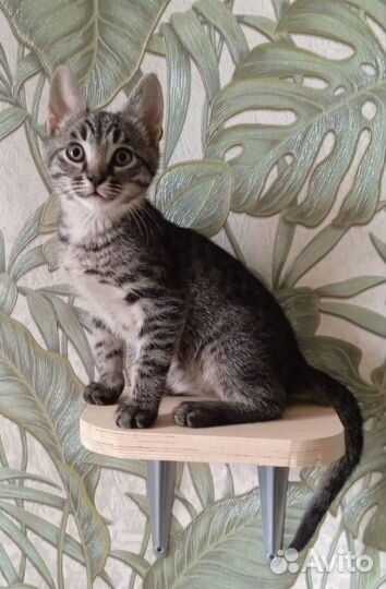 Котёнок тигрёнок 2,5мес ищет семью