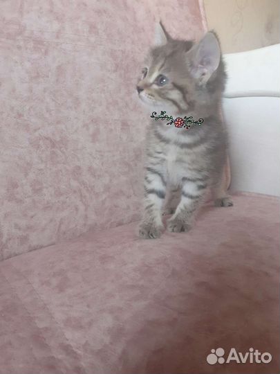 Котята
