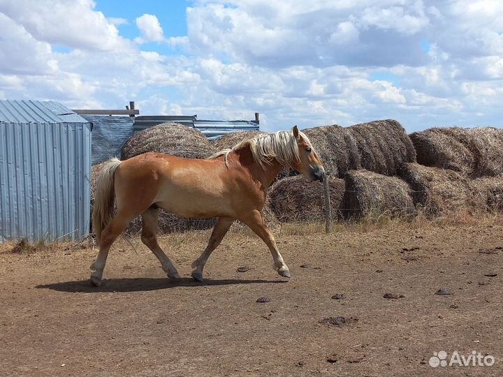 Лошадь с жеребенком