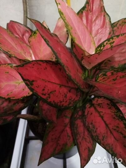 Аглаонема chery