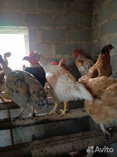 Молодые петушки