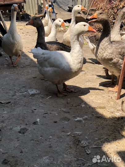 Гуси породы Линда
