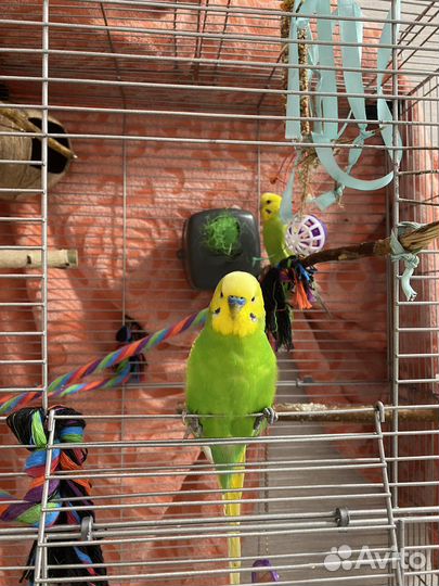 Два ручных волнистых попугая с клеткой