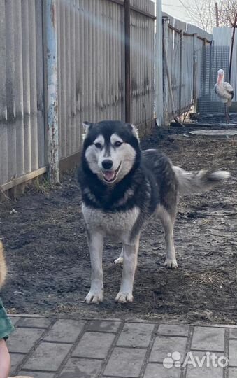 Собака улыбака