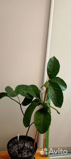 Павловский