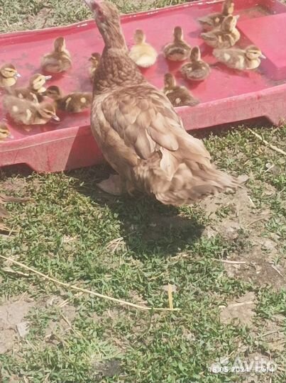 Индоутята шоколадные