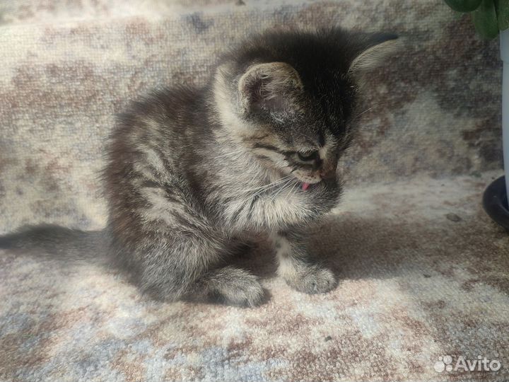 Котёнок 2 месяца