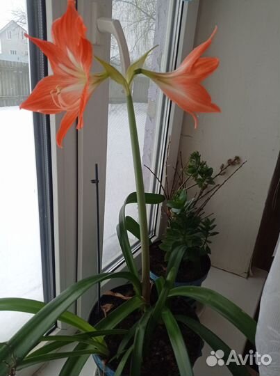 Гиппиаструм, каланхоэ