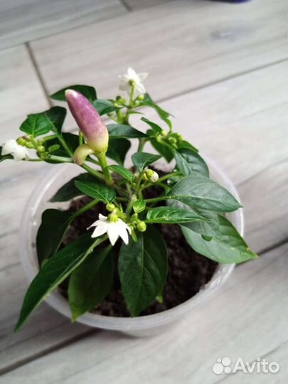 Перчик Эврика