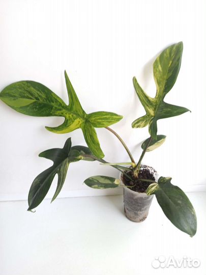 Филодендрон Magic mask