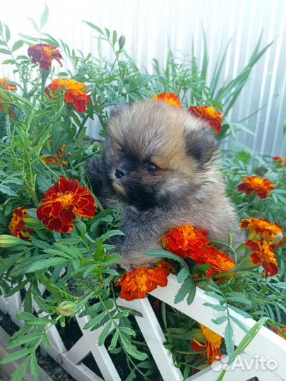 Померанский шпиц