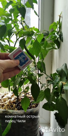 Молодые саженцы острого перца(комнатного)