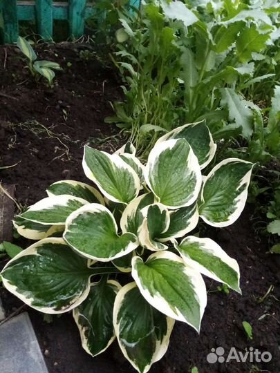 Хосты пион, лимонник деввиноград