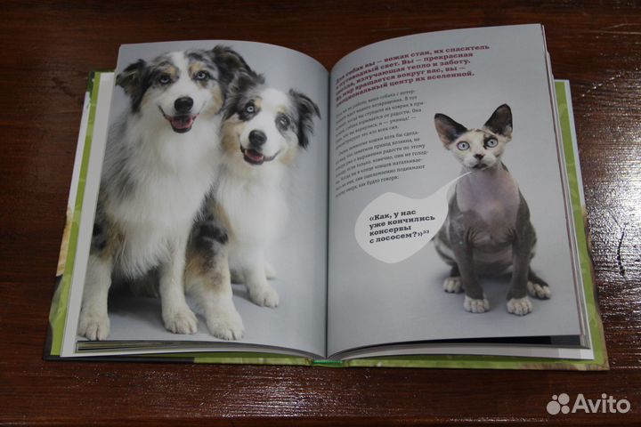 Почему собаки лучше кошек