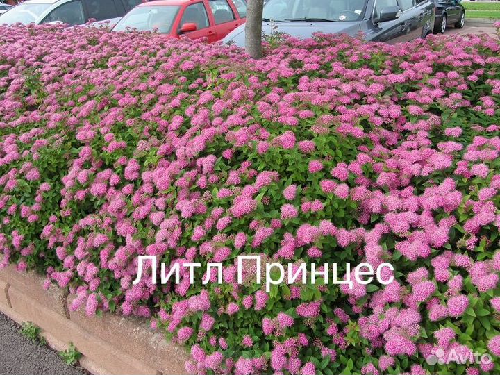 Литл принцесс, голд флейм, голден принцесс