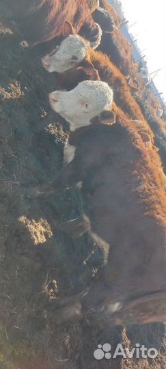 Продам быков, тёлок 70 голов