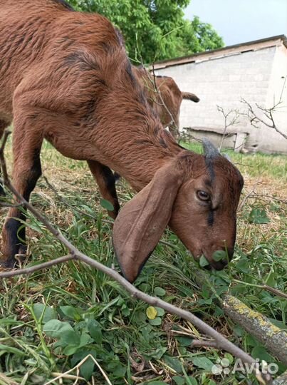 Нубийские козлята