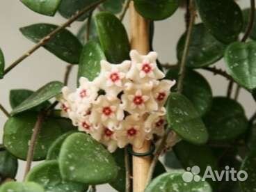 Хойи разных сортов