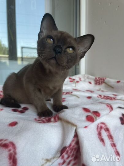 Бурманская кошка