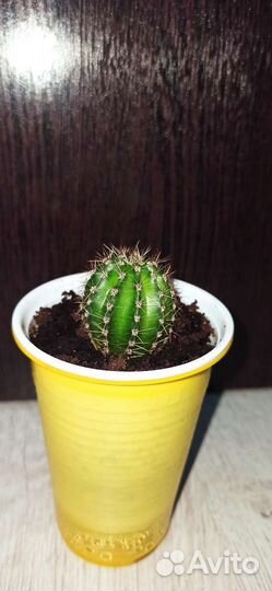 Кактусы и суккуленты