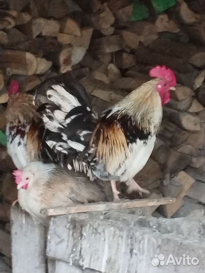 Два Молодых петушка