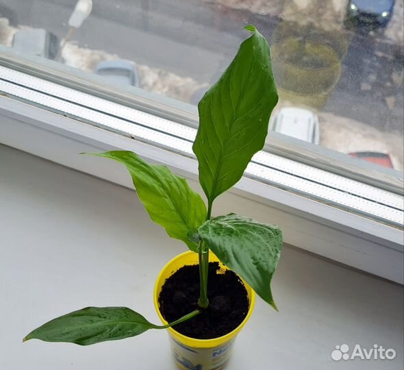 Комнатные цветы Спатифиллум Фуксия Бальзамин