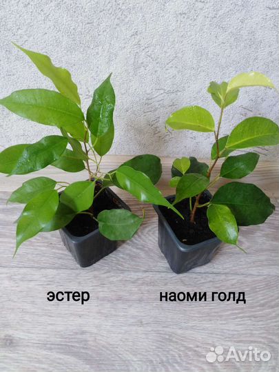 Сортовые фикусы