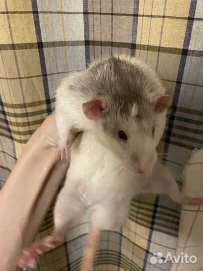 Крыса дамбо