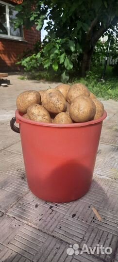 Продам картофель