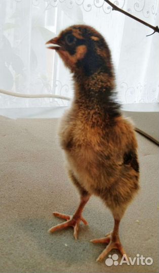 Цыплята домашние