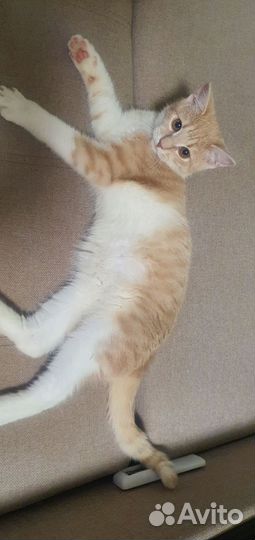 Кошка