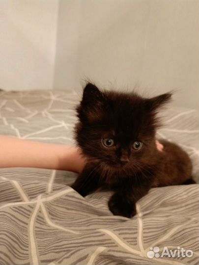 Котёнок мальчик