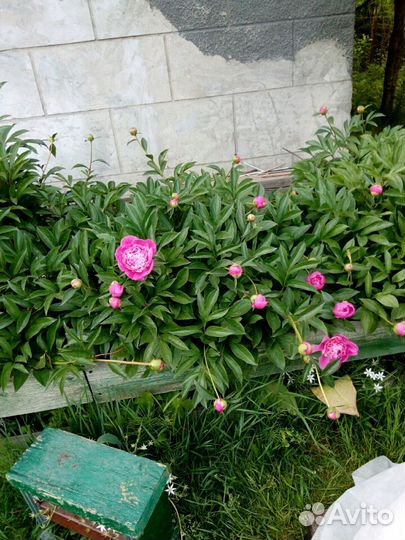 Цветы пионы разного цвета: белые, красные, розовые