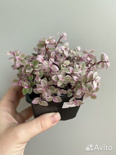 Каллизия розовая пантера