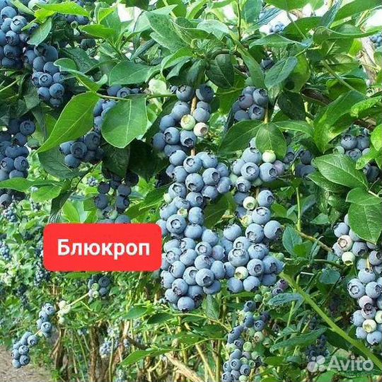 Саженцы голубики