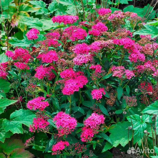 Спирея Энтони Ватерер