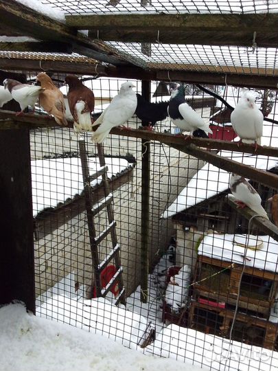 Чисто пермские грибуны и николаевские высокалетные