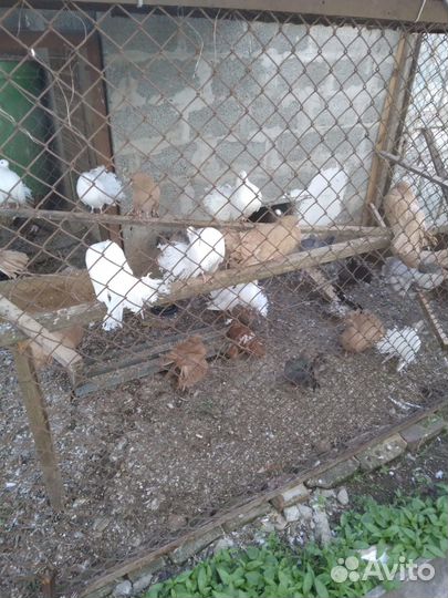 Голуби павлины